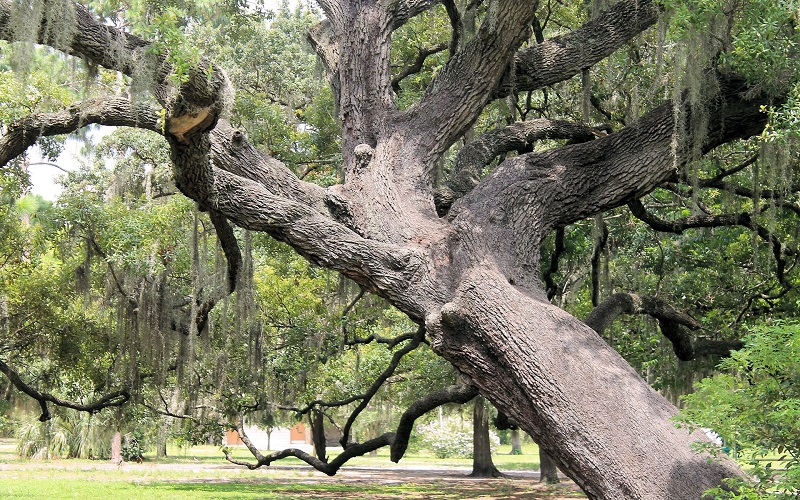 A large oak tree leaning left at a forty-five degree angle in a residential yard with branches nearly touching the ground.