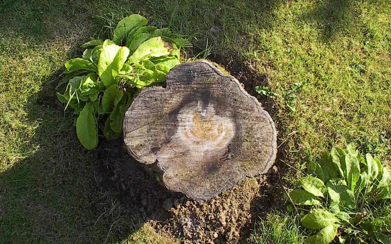 A tree stump surrounded by grass and other plants and weeds in a Winston-Salem yard.