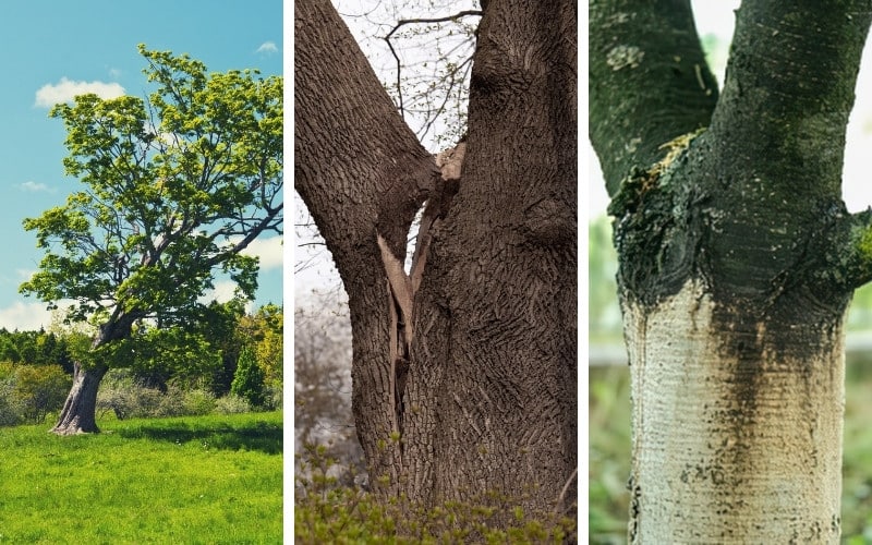 Examples of tree hazard warning signs including a leaning tree, included bark between codominant stems, and a trunk wound on mature trees in North Carolina.