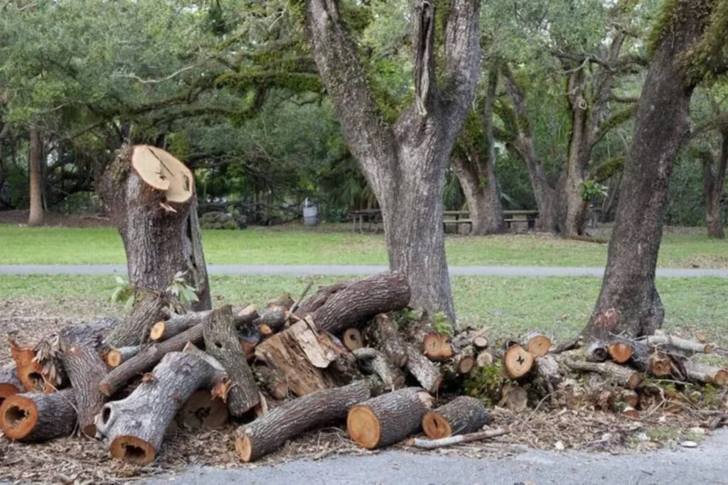 Removed sections of tree trunk sit in a pile in front of the remaining portion of trunk.