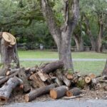 Removed sections of tree trunk sit in a pile in front of the remaining portion of trunk.