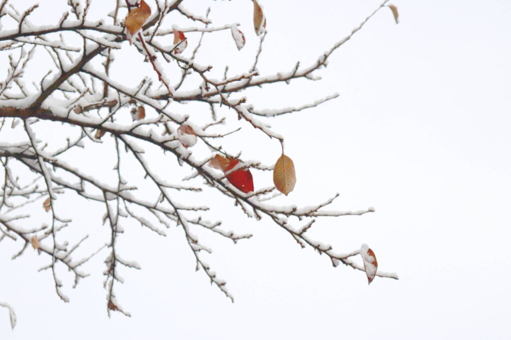 Snow dusted branches with a few remaining brown leaves crisscross against a white winter sky.