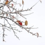 Snow dusted branches with a few remaining brown leaves crisscross against a white winter sky.