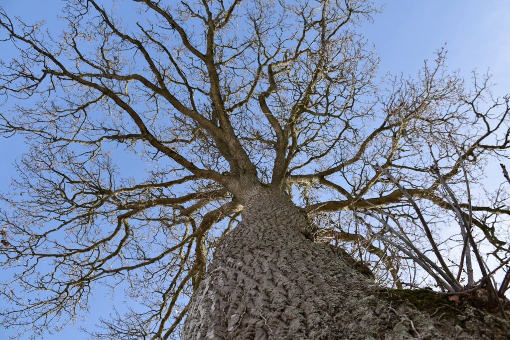 A towering leafless tree reaches up toward the blue sky. Is this tree dead or dormant?