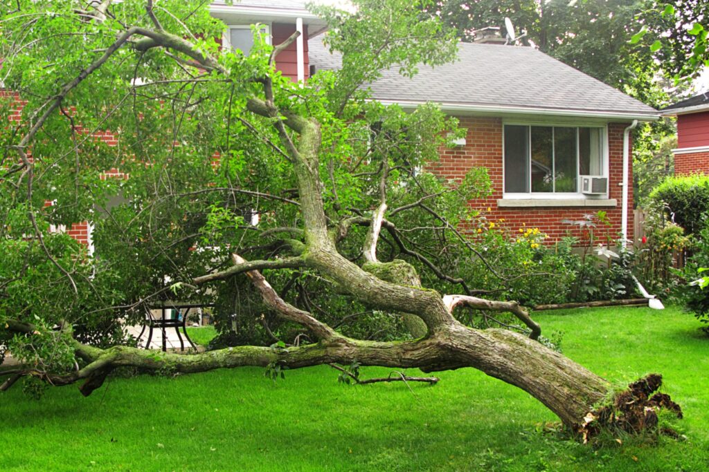 Leaning tree near a house.