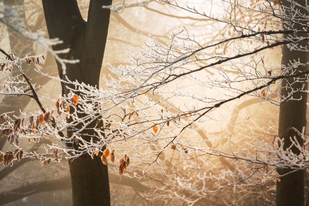 Frost on trees in Winston Salem.