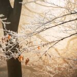 Frost on trees in Winston Salem.