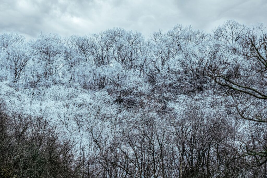 Trees with snow in North Carolina.