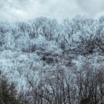 Trees with snow in North Carolina.