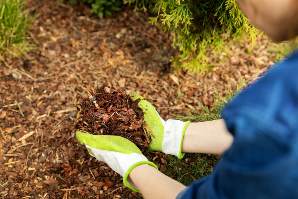 Godspeed PHC tech adding mulch on trees.