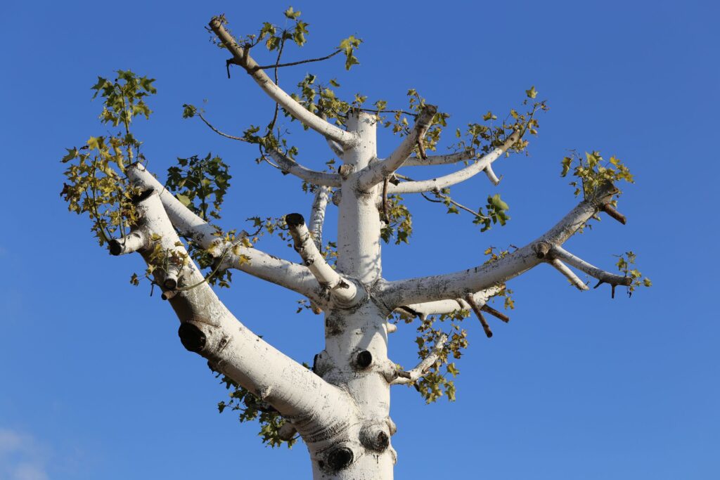 A tree with uneven, hacked-off branches illustrates the damage caused by tree topping.