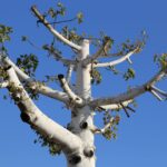 A tree with uneven, hacked-off branches illustrates the damage caused by tree topping.