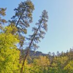 Two large pine trees are leaning, posing a serious safety risk for a property in Winston-Salem.