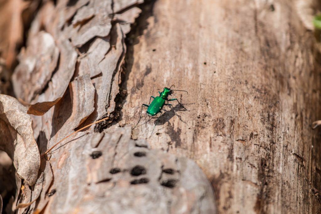 Close-up of an emerald ash borer climbing the bark of a Winston-Salem ash tree.