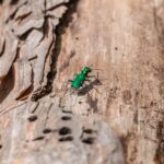 Close-up of an emerald ash borer climbing the bark of a Winston-Salem ash tree.
