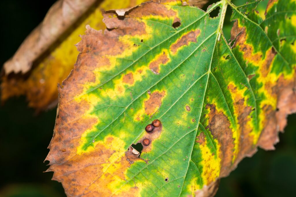 Close-up of a leaf showing signs of tree disease.