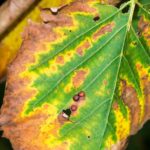 Close-up of a leaf showing signs of tree disease.