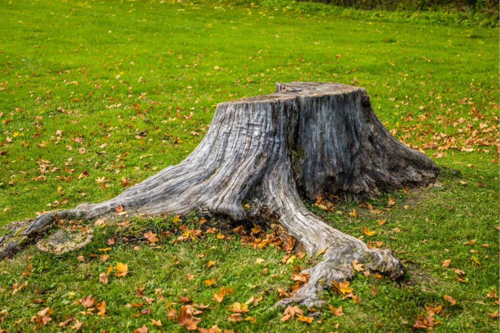 A tree stump in the front yard of a Winston-Salem home.