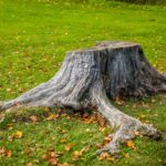 A tree stump in the front yard of a Winston-Salem home.