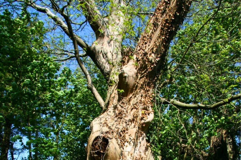 Old tree with bare branches and signs of disease or decay, surrounded by green forest under a clear blue sky