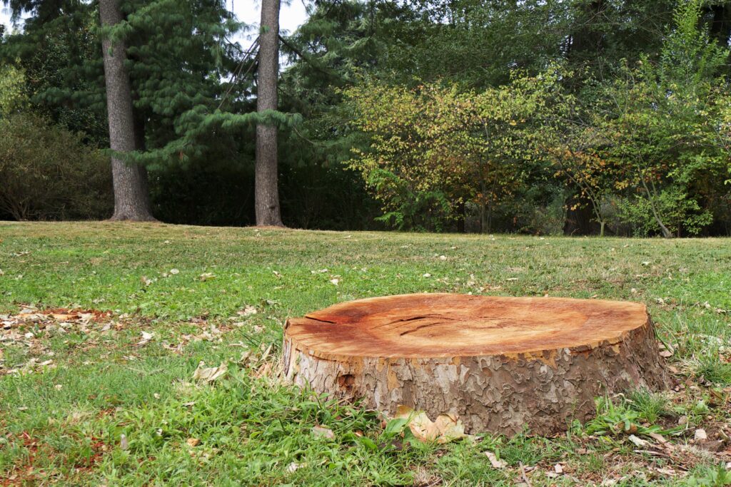 A tree stump in a backyard near Winston-Salem, NC.
