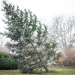 A severely leaning evergreen tree in a residential yard requiring immediate professional tree assessment in Winston-Salem.