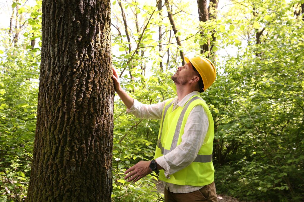 An arborist wearing a yellow hard hat and high-visibility safety vest examines a mature tree trunk, looking upward to assess the canopy structure.