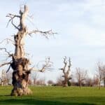 A severely damaged dead tree standing in an open field with stripped bark and broken branches reaching skyward.