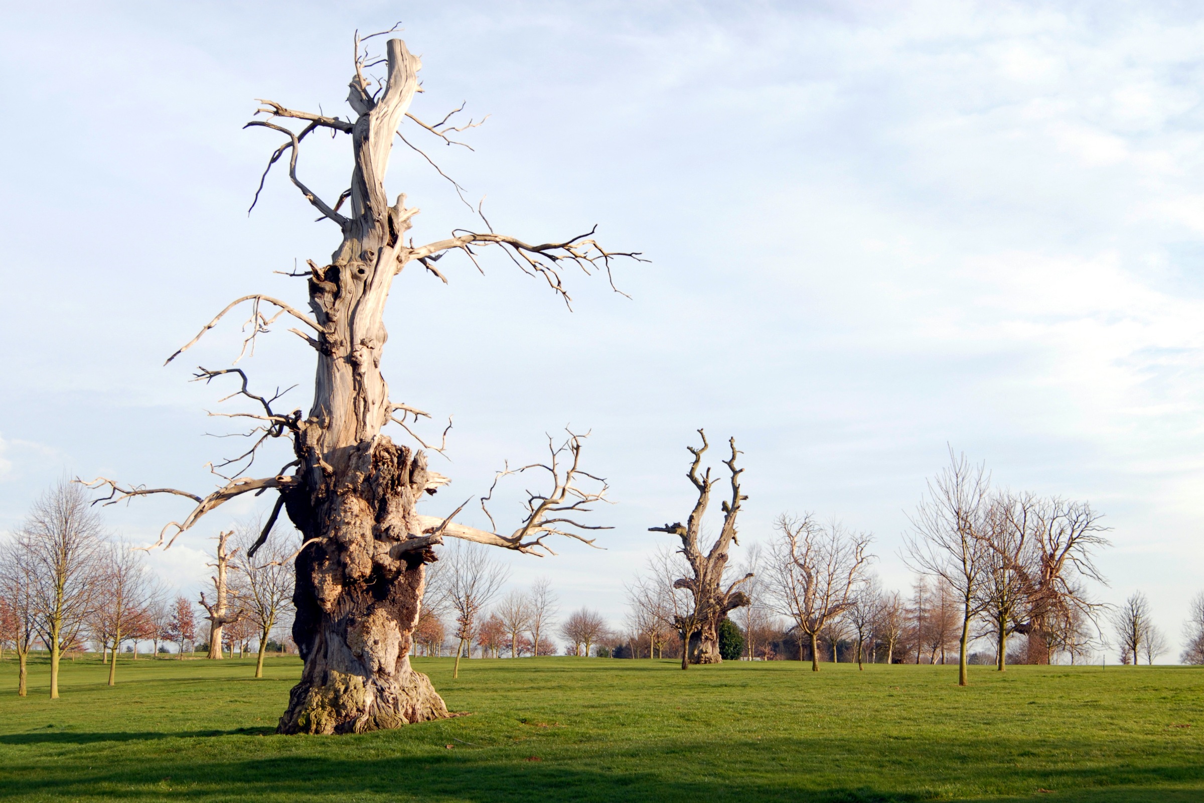 A severely damaged dead tree standing in an open field with stripped bark and broken branches reaching skyward.