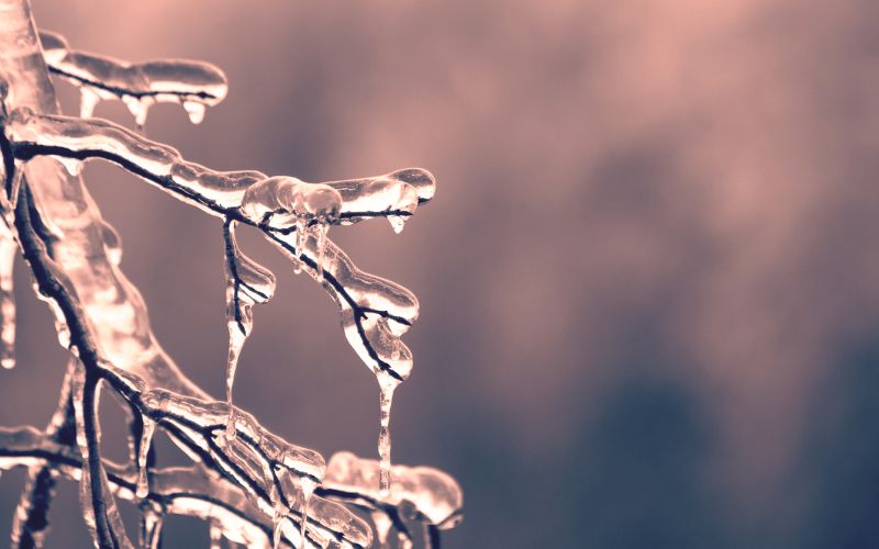 A closeup of a tree branch covered in ice.