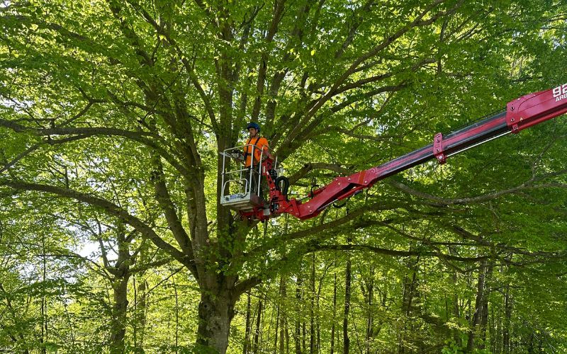 Tree pruning on early spring for a Godspeed tree crew an open crane.