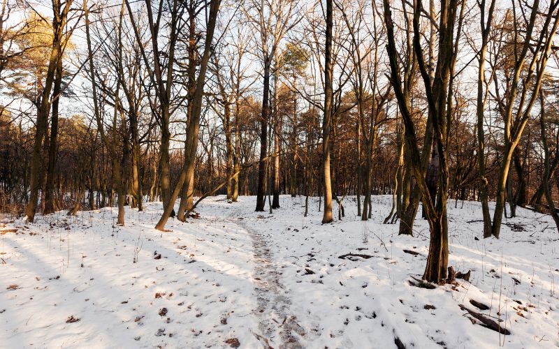 Deciduous Trees with bare branches on a winter morning in North Carolina.