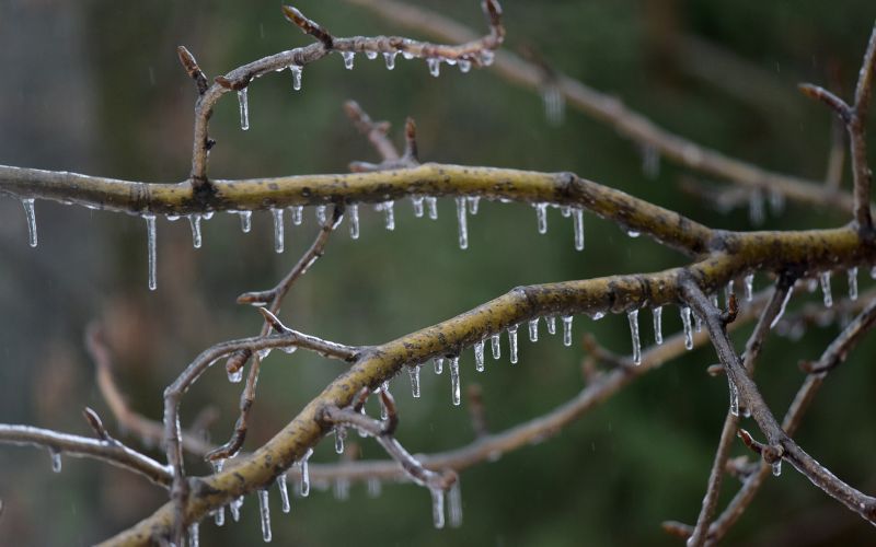 Close-up of frozen rain on tree branches in Winston-Salem.
