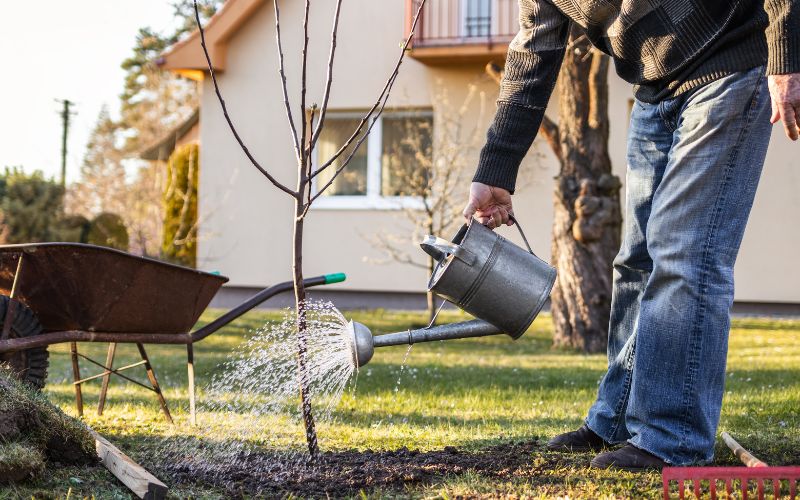 A guys watering a tree pre-spring.