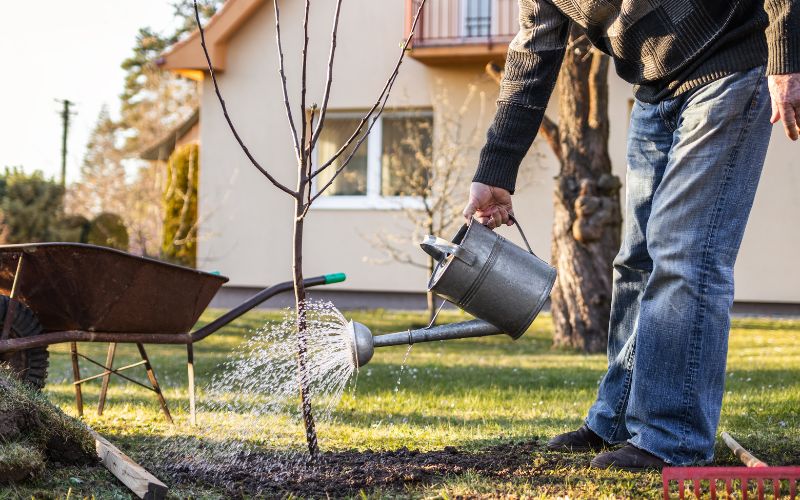 A guys watering a tree pre-spring.