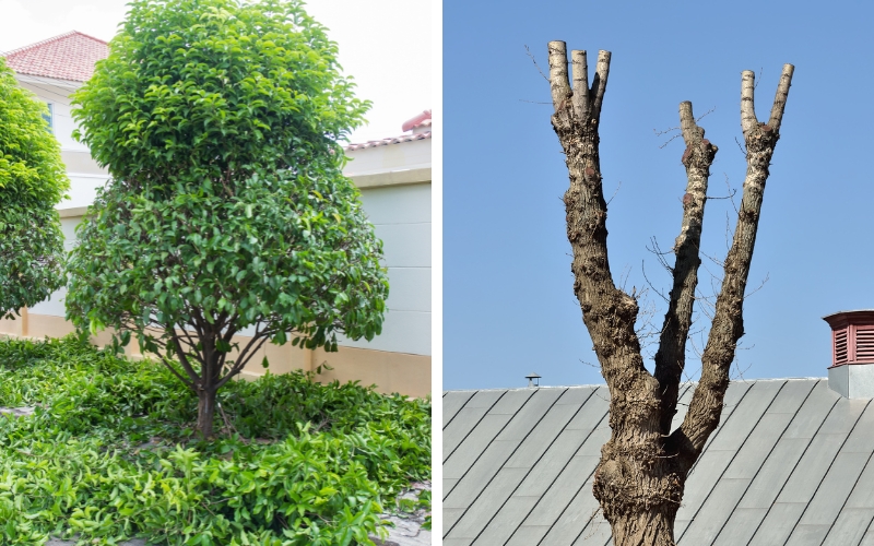 wo side-by-side images of trees in Winston-Salem. One shows a healthy tree with properly pruned branches; the other shows a tree that has been topped with jagged, uneven cuts. 