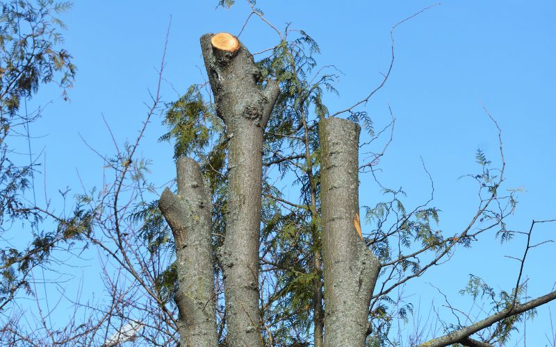 Topped tree