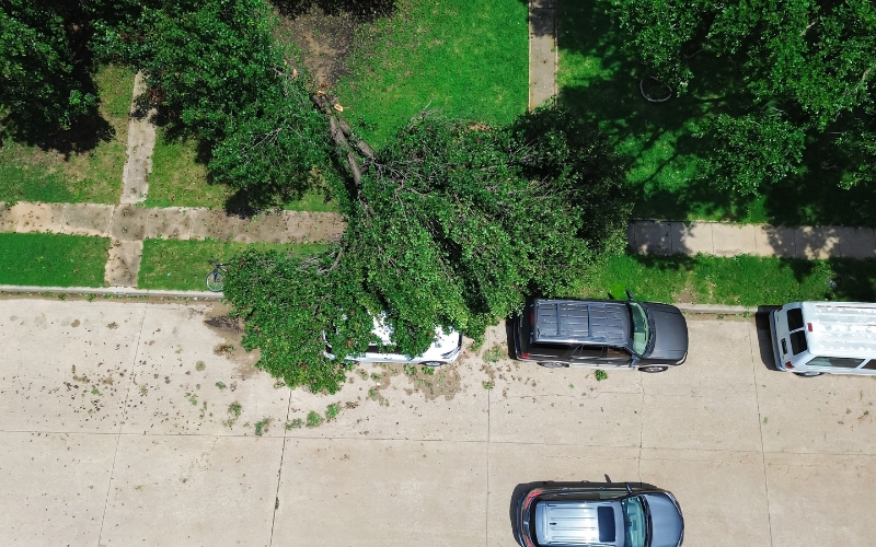 Aerial view of a fallen Bradford pear tree blocking a Winston-Salem sidewalk and street after a storm.