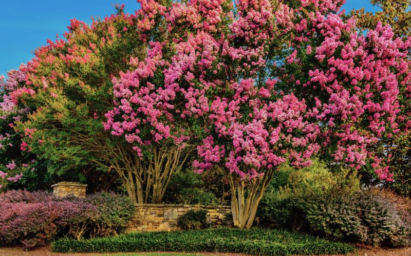 Flowering crape myrtles in a neighborhood just outside of Winston-Salem, NC.