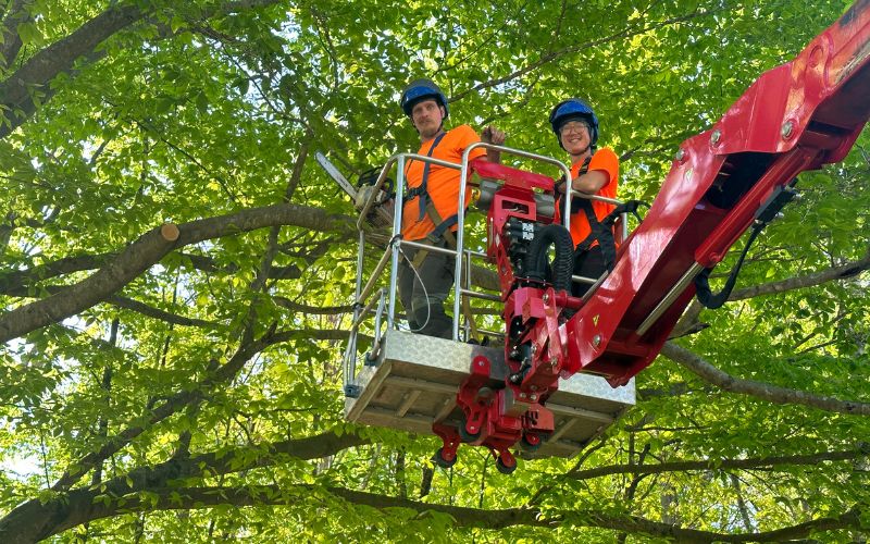Two arborists from Godspeed Tree Service in a spider lift, pruning a large tree in the Piedmont area, NC.