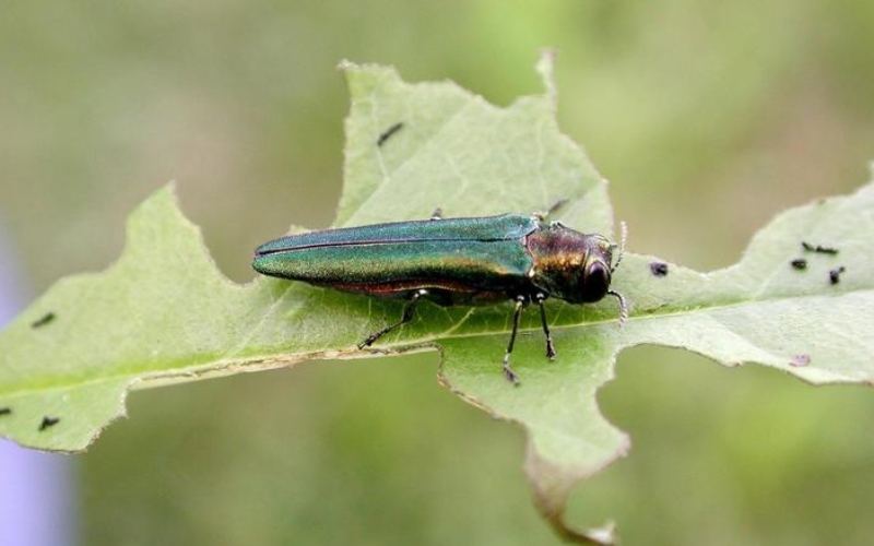 Close-up of the invasive pest, the emerald ash borer sitting on a leaf. This beetle has a distinct metallic green body.
