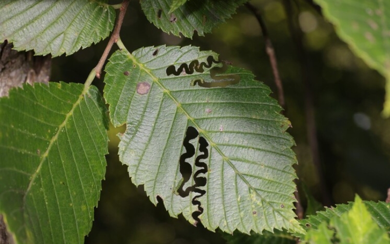 Green elm leaf with a maze-like pattern throughout. This damage is caused by elm zigzag sawfly larvae.