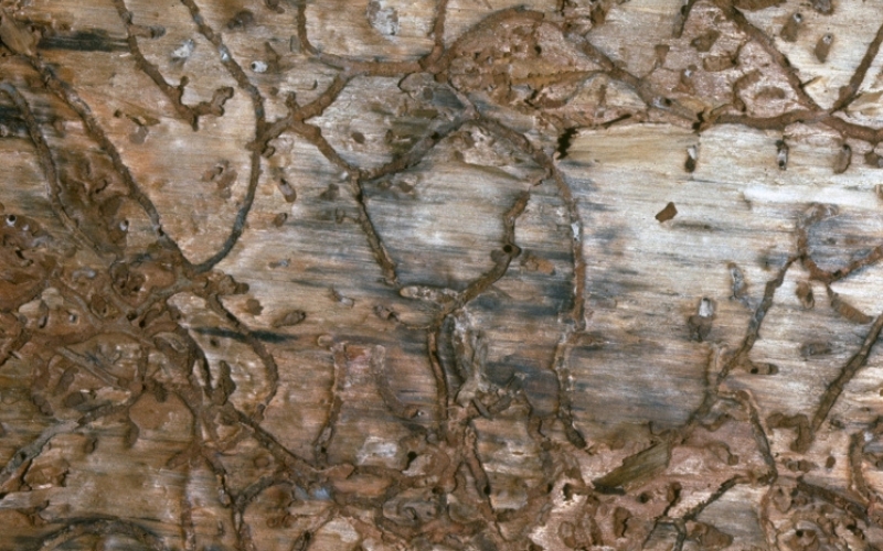 Close-up of brown, winding tunnels beneath the bark of a pine tree, a clear indication of a southern pine beetle infestation.
