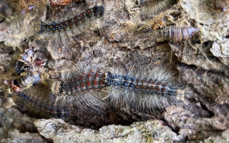 Close-up image shows several hairy brown caterpillars with blue and red dots crawling across rough tree bark.