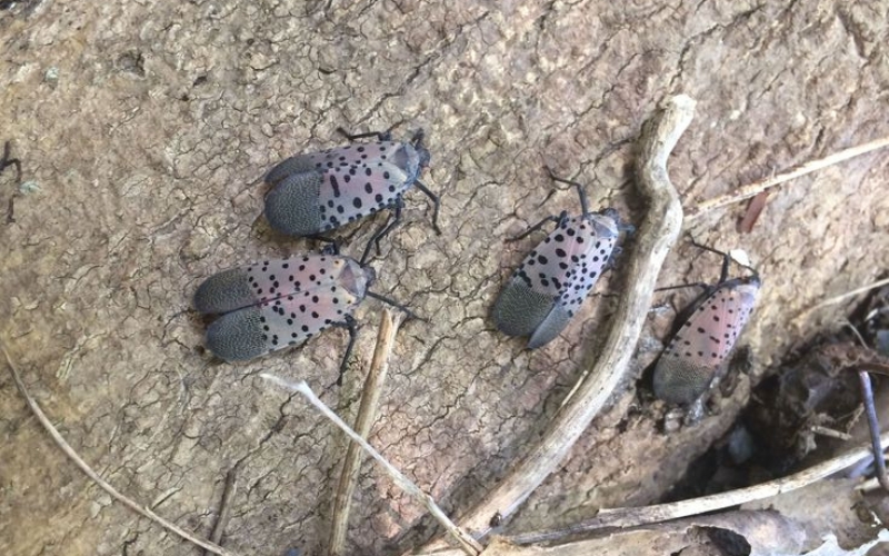 A spotted lanternfly, with its black spotted wings sits on a Winston-Salem tree.