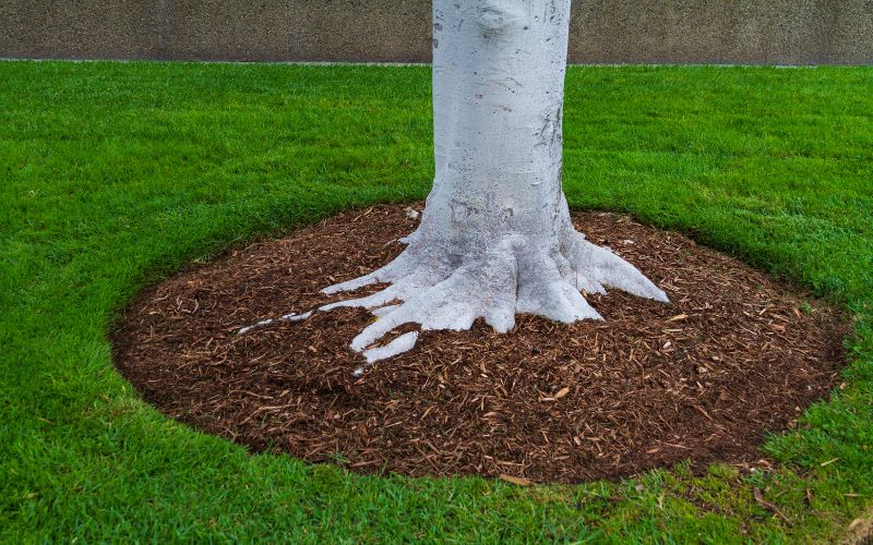 A tree in spring with fresh organic mulch.