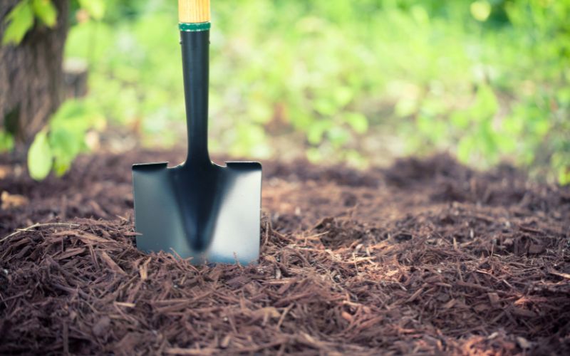 A shovel in organic wood mulch.