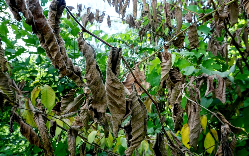 Withered and dying leaves caused by dutch elm disease.