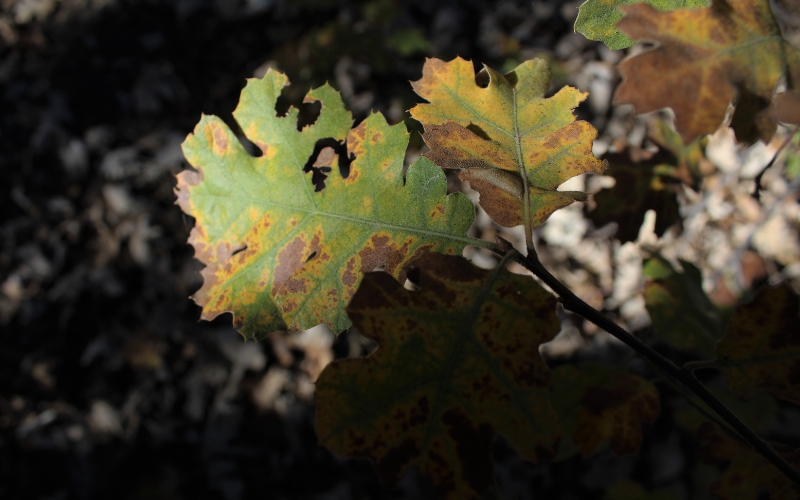 Close-up of green oak leaves with browning along the edges, one of the first common symptoms of the fatal tree disease oak wilt. 