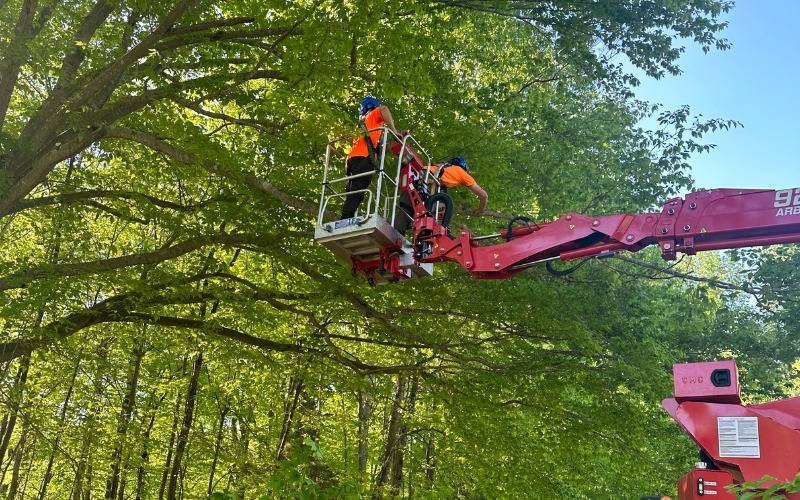 Godspeed’s tree care experts are pruning a tree in Winston-Salem using a cherry picker.
